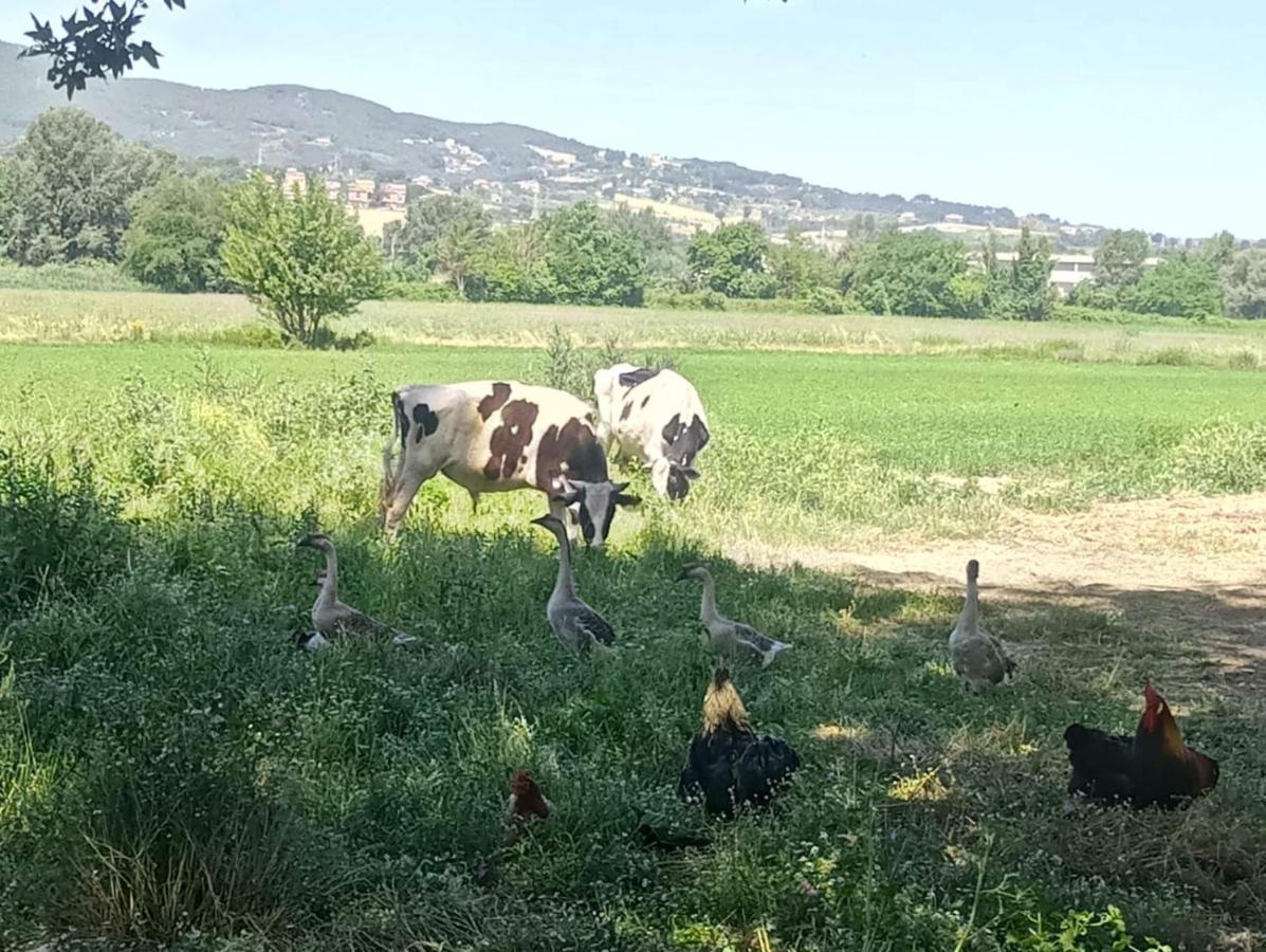 Agriturismo Tenuta Filippi Narni Ngoại thất bức ảnh